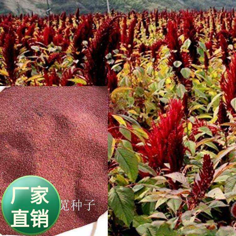 公司色块花海草籽 观赏千谷穗 红色籽粒苋 观赏籽粒苋 紫红穗