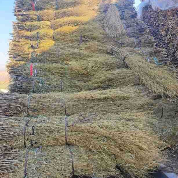 厂家批发竹扫把原材料金枝竹苗环卫学校工厂扫帚条毛竹落叶老枝户