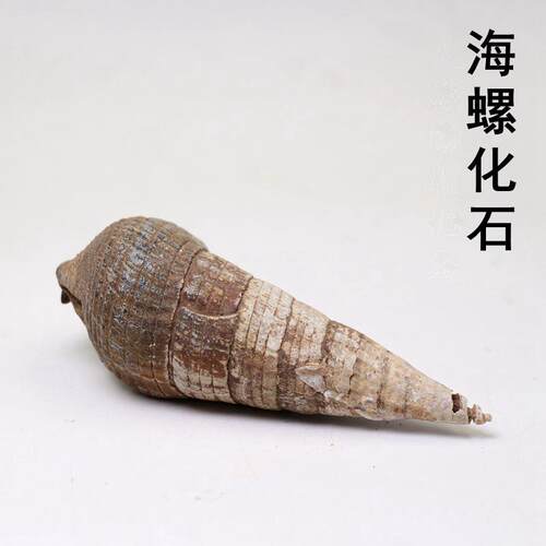 海螺螺化石原石腹足化石海洋螺化石马达加斯加化石摆件品名不详细