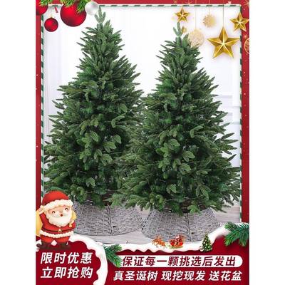 真的圣诞树真树活的云杉圣诞树盆栽大型小型2024新款圣诞树诺贝松