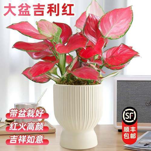 吉利红如意皇后水培绿植物办公室内水养绿萝箩花卉盆栽好养活植物