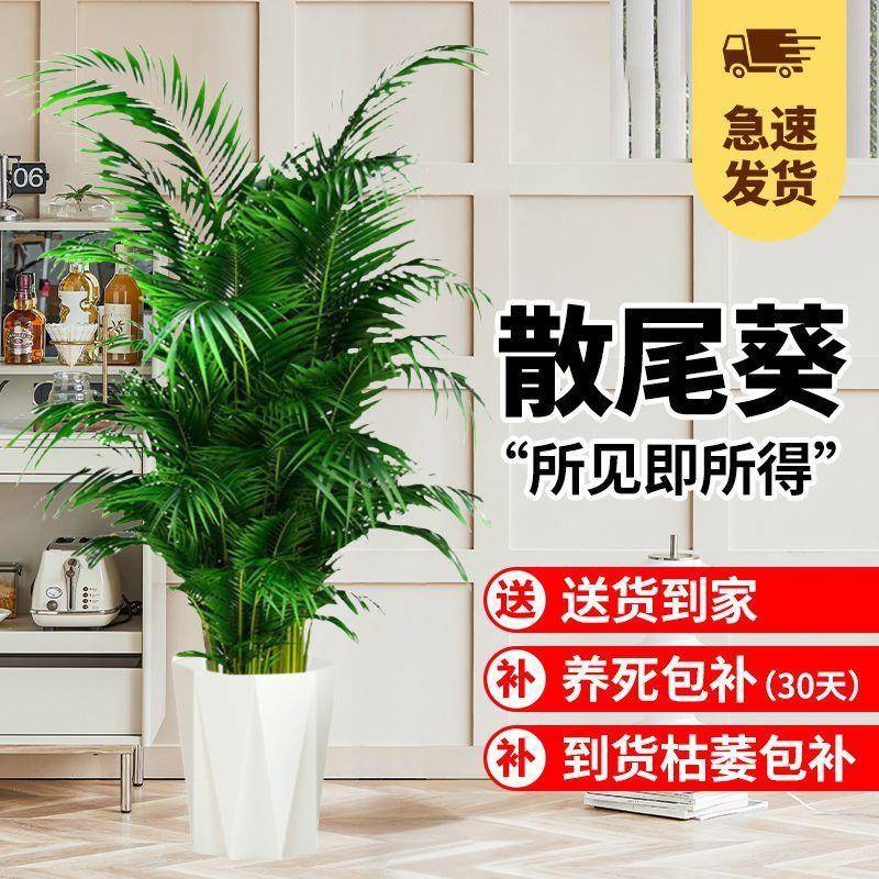 散尾葵绿植室内大型盆栽客厅植物花卉夏威夷富贵椰子凤尾竹除甲醛