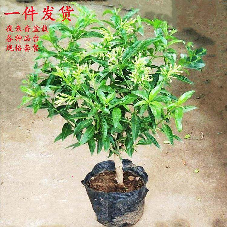 香夜来香32473花树苗浓九里香花夜来盆栽绿植卉植物室内花苗当香