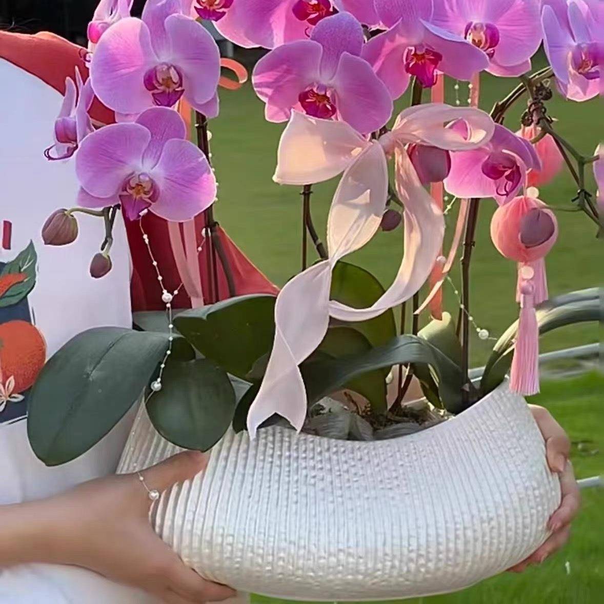 简花盆惠兰蝴大蝶兰VSI大口径低款花盆极植物栽盆景网红花盆器