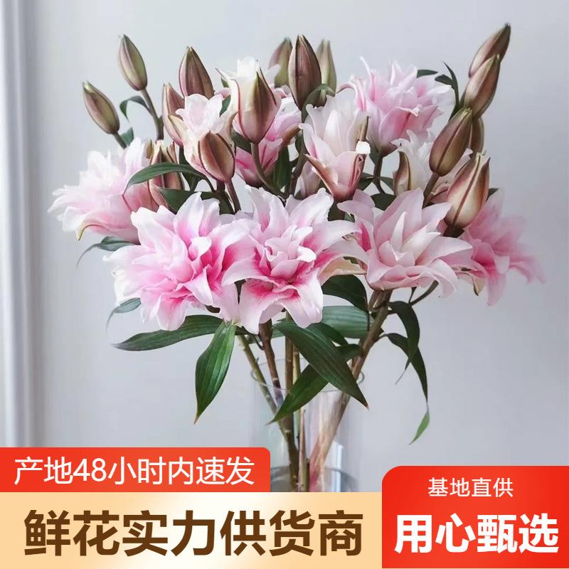 重瓣百合鲜花云南鲜花直批婚庆布置花店摆摊用花社区团购