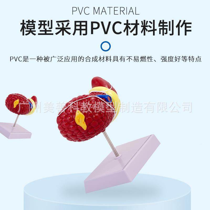 学仿真人体肝剖模型肝门解胆囊脏胆管医结219构消化系统器官演示,文具电教/文化用品/商务用品,教学标本/模型,淘宝优惠券,粉丝福利购,淘宝优惠卷