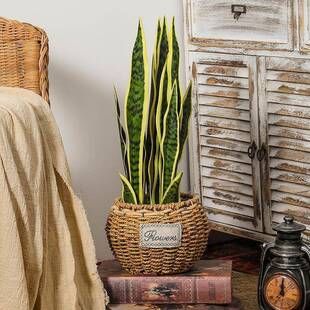 北欧仿真家金边饰虎皮兰盆栽客厅居造ABLSD-24景装假绿植龙兰盆景