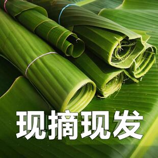 云南新鲜芭蕉叶纯天然也生香蕉叶做糍粑粽子糕点包烧摆盘烤鸡