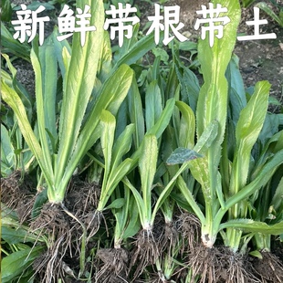 带根老缅芫荽新鲜有根大香菜刺芹云南德宏大芫荽农产品可种植种苗