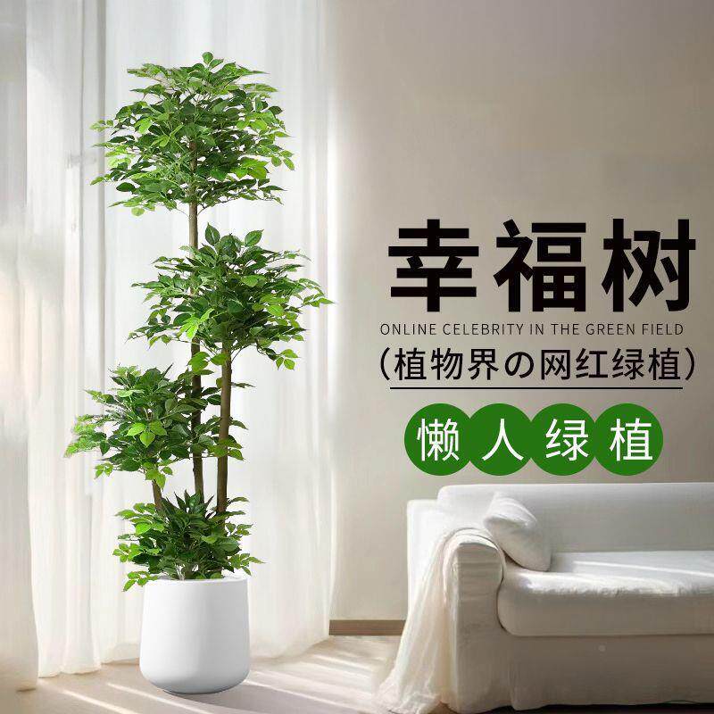 幸福树植大物盆物栽植绿客厅大型落pxx68657地假植发财树室内家居