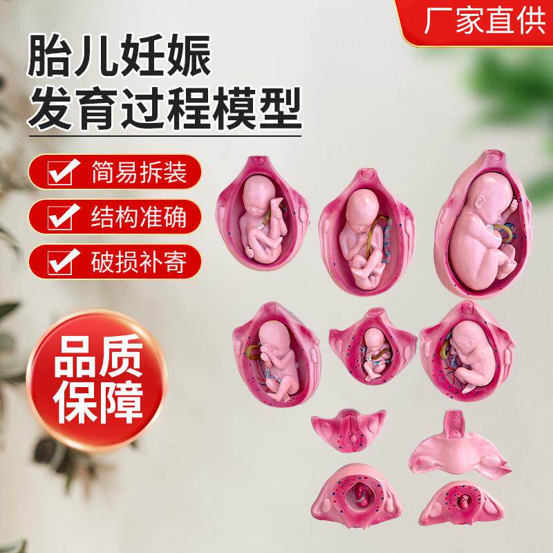 ZM5046胎儿妊娠发育过程模型10件套人体胚胎发育模型胎儿发育过程
