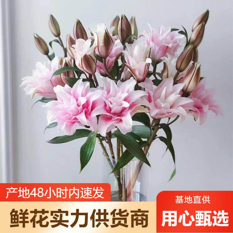 重瓣百合鲜花云南鲜花直批婚庆布置花店摆摊用花社区团购