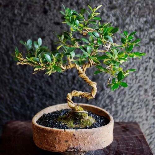 型景瓜黄杨盆1子室内四季常青植物公居造家送礼耐寒绿植一物一拍