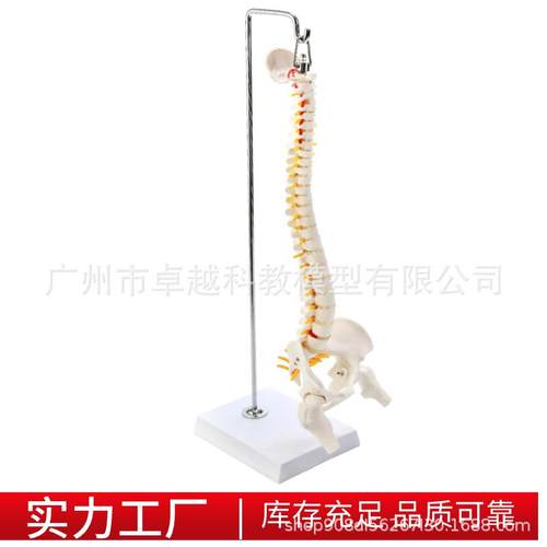 人体脊医椎26245c脊m柱模型人体骨骼模型悬挂式软柱可活动脊弯曲