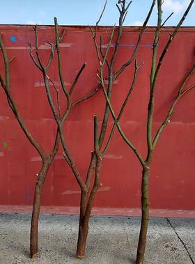 天然树AL102103枝干香树樟树杈子枯树枝干屏风架子树枝去皮树帆之