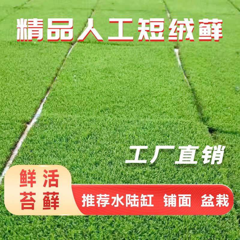 鲜活人工短绒藓植物铺面室内微景观真苔藓生态瓶水陆雨林缸造景