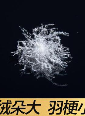 9毛0白绒羽鸭绒厂鸭家直销GKQ大朵高蓬松羽新国标水洗纯白绒灰绒