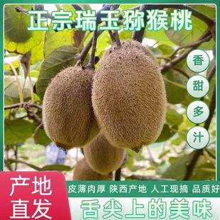 陕西瑞玉猕猴桃新鲜水果奇异果香甜多汁产地直发即食猕猴桃