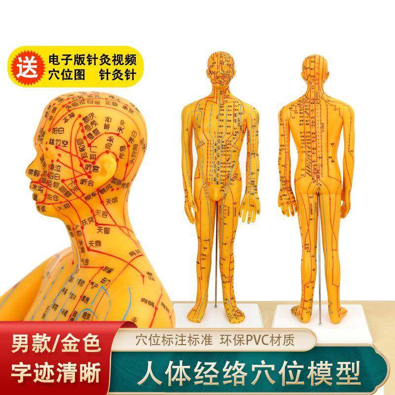 珞亚山川男模型铜色刻字人体模型穴位模型男人模型经络穴位模型