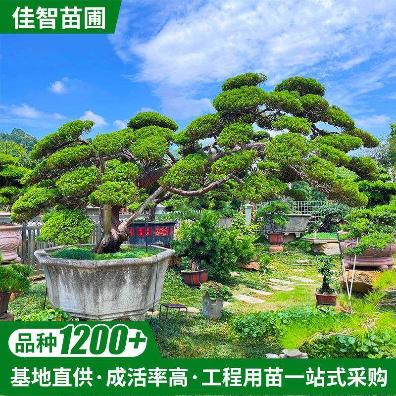 湖南基地别墅观赏景观树地径20常绿斜飘罗汉松盆景大量现货,纺织面料/辅料/配套,纺织机械配件,淘宝优惠券,粉丝福利购,淘宝优惠卷