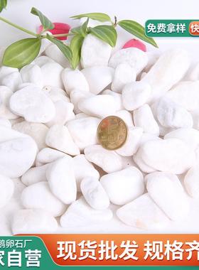 白色鹅厂卵石家直WCV销雪白雨花花石子园林景观鱼缸垫底机制碎石
