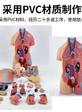 28cm4M855cm人体躯干解剖模脏型器官可拆卸医学974教C学心脏内模