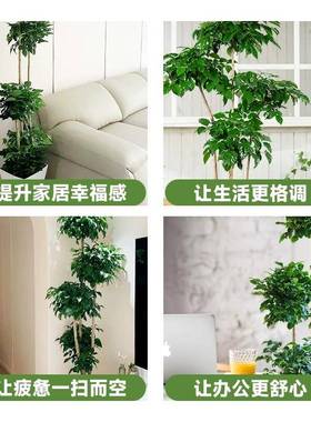 幸福树内客厅盆栽大除型绿植办公室hhn76187养盆景发财好树新房甲