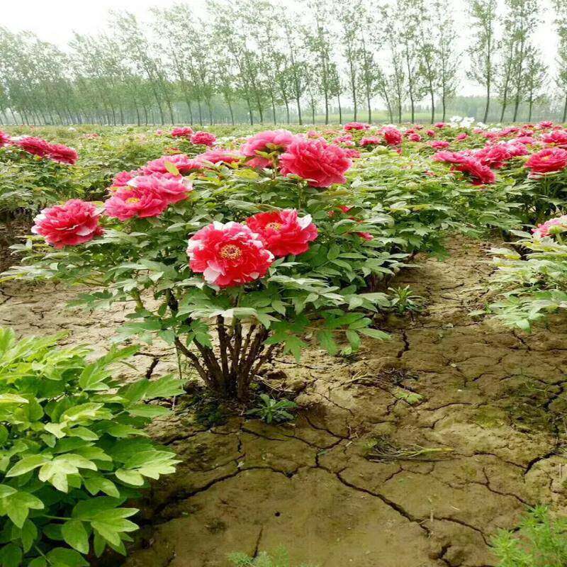 正宗洛阳牡花苗室内阳大台庭院盆丹栽地重栽带芽苗瓣大牡丹花卉牡