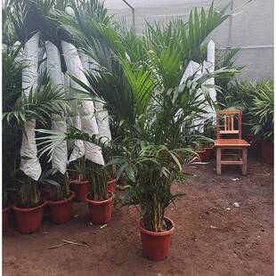 散尾葵竹尾盆栽凤绿植绿 办子公室夏威夷竹室内好养活富贵无品牌