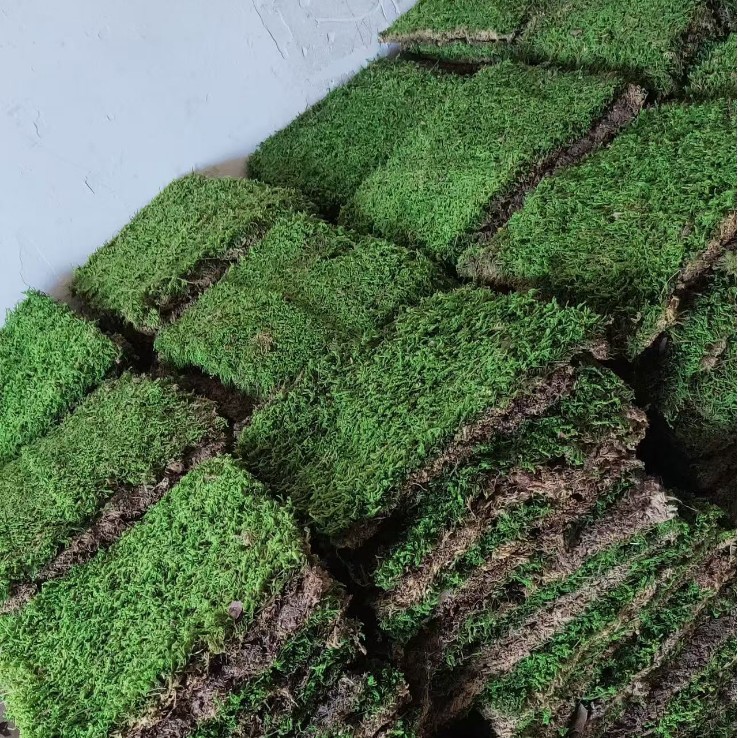 精品大灰藓真苔藓庭院铺面造景