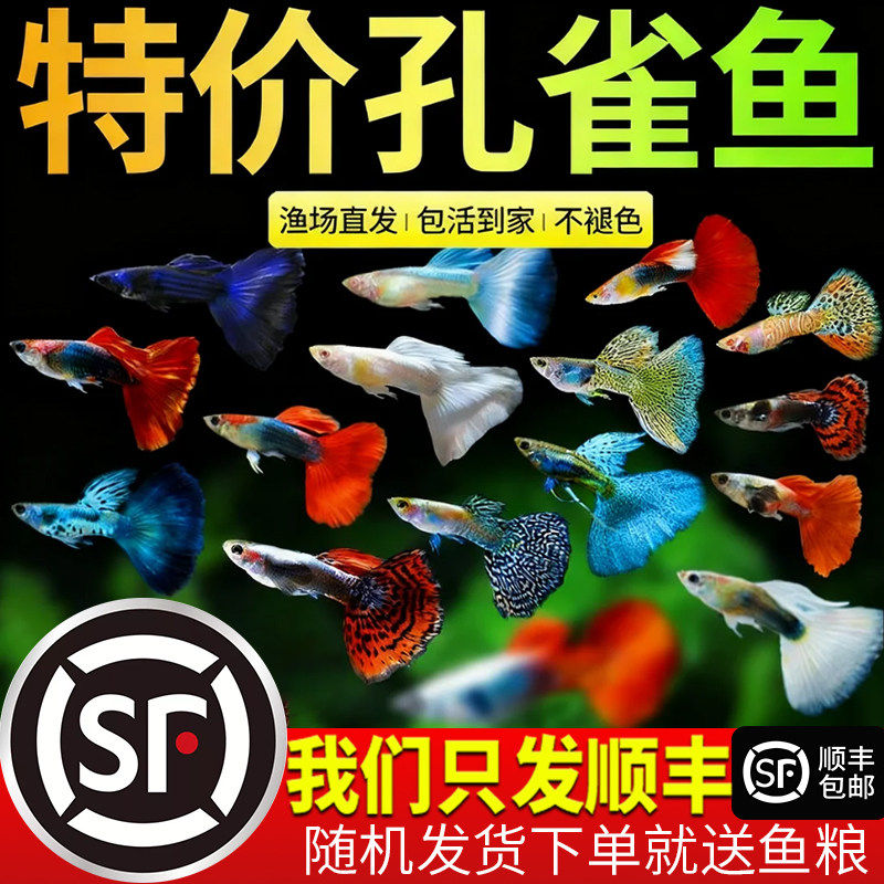 孔雀鱼活鱼观赏鱼纯种小型热带鱼活体淡水好养耐活鱼苗观赏鱼小鱼