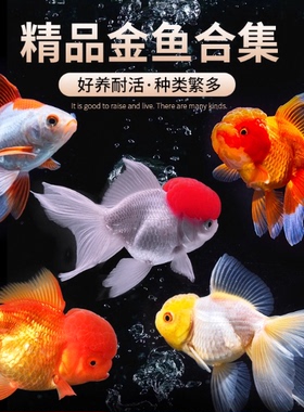 精品金鱼观赏鱼鸿运当头金鱼活体鱼缸小鱼冷水鱼招财鱼兰寿丹顶红