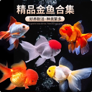 精品金鱼观赏鱼鸿运当头金鱼活体鱼缸小鱼冷水鱼招财鱼兰寿丹顶红