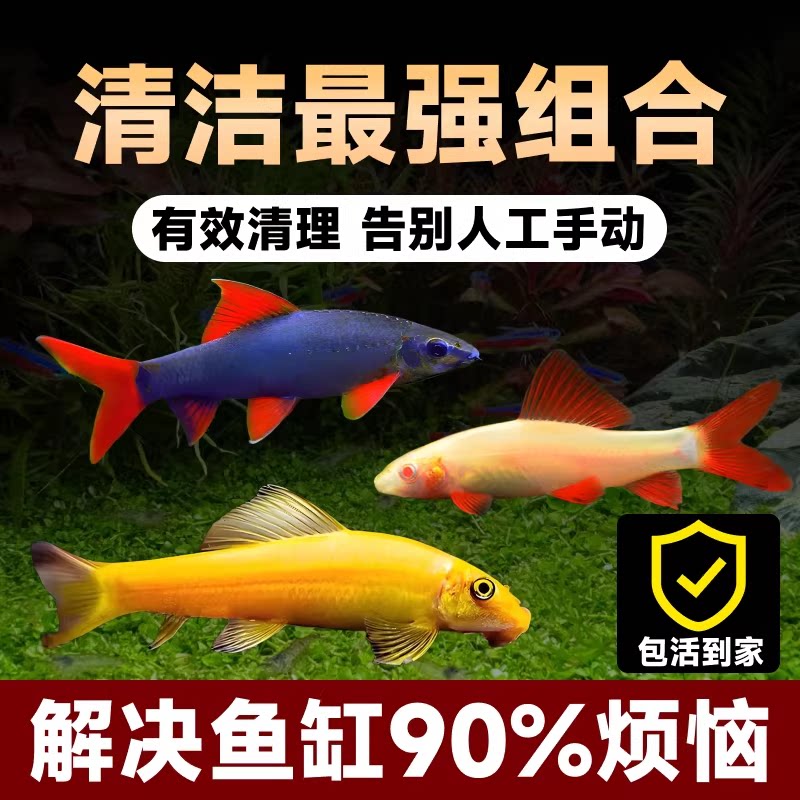 金苔鼠鱼清道夫观赏鱼清苔鼠热带淡水小型鱼缸除藻鱼清洁鱼工具鱼