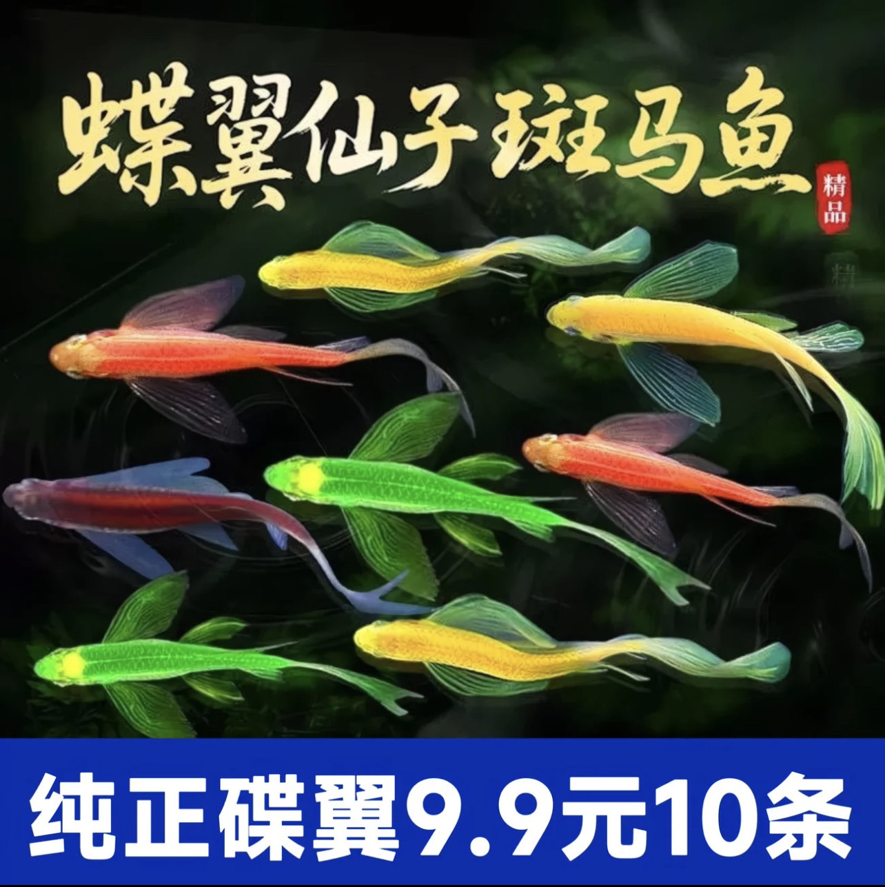 热带蝶翼斑马鱼观赏鱼小型金鱼苗观赏鱼精品孔雀红绿灯科活体天使