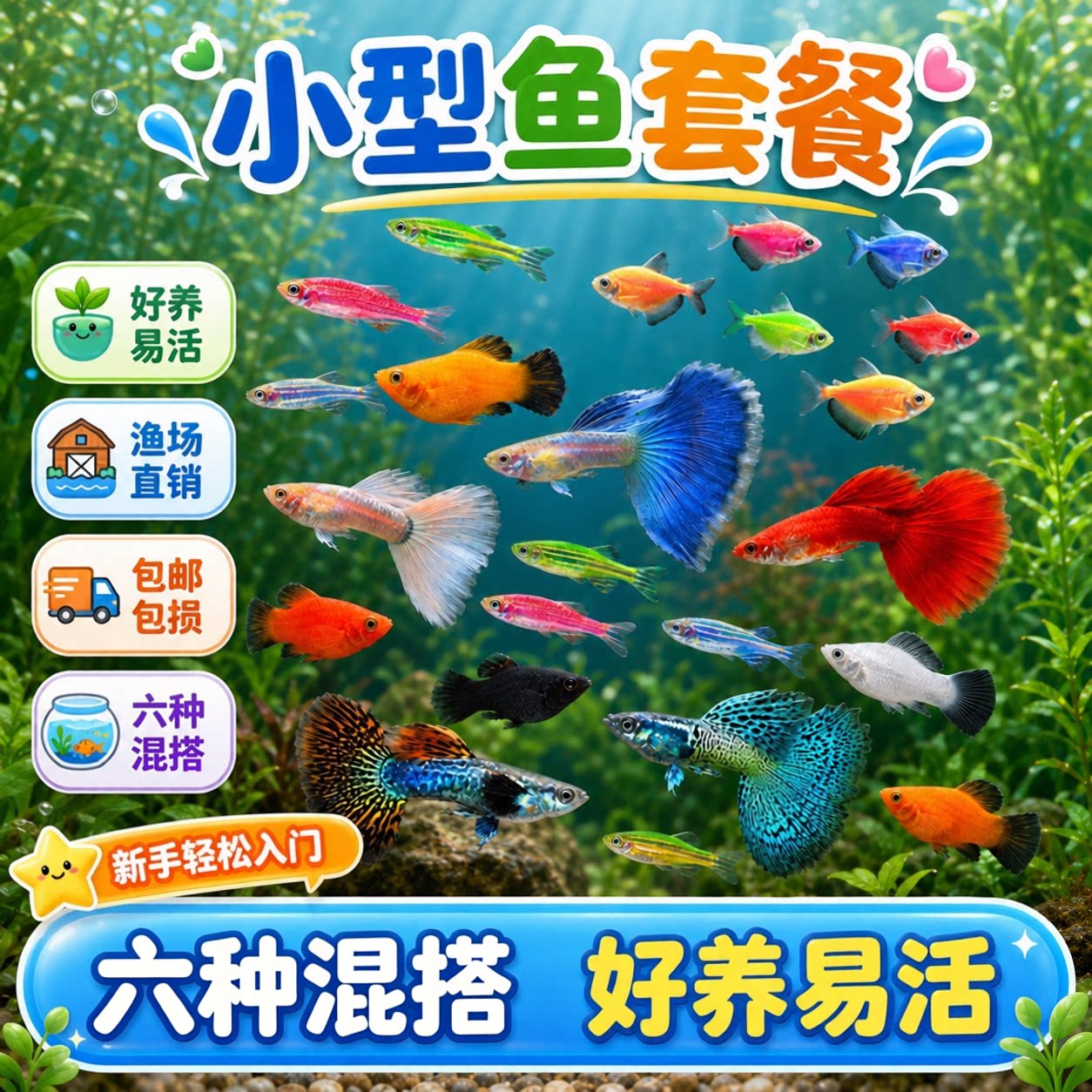 热带孔雀鱼小型观赏鱼淡水米奇天使斑马胎生玛丽凤尾鱼好养耐活鱼