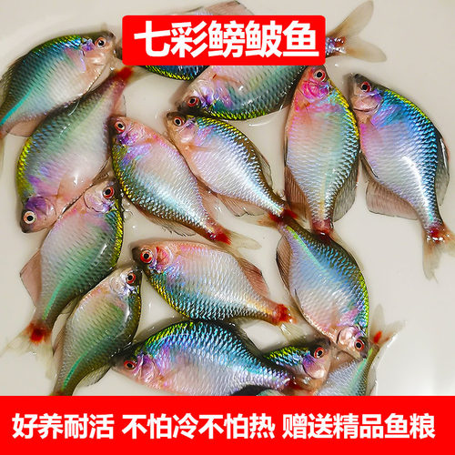 七彩鳑鲏鱼苗活体除藻淡水好养
