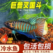 巨普中国斗鱼活体冷水淡水观赏鱼好养耐活小型观赏鱼苗原生鱼国斗