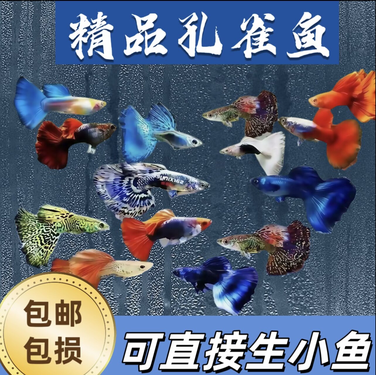 精品孔雀鱼热带纯种活鱼苗淡水小型好养易观赏鱼胎生凤尾鱼灯科鱼