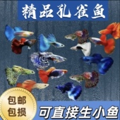 精品孔雀鱼热带纯种活鱼苗淡水小型好养易观赏鱼胎生凤尾鱼灯科鱼