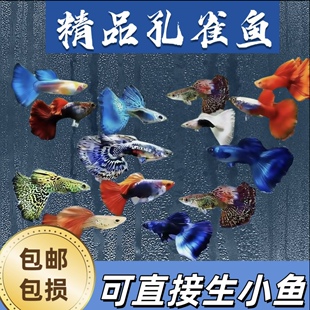 精品孔雀鱼热带纯种活鱼苗淡水小型好养易观赏鱼胎生凤尾鱼灯科鱼