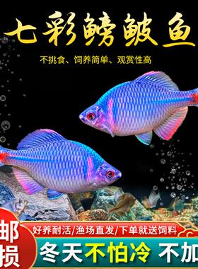 七彩鳑鲏鱼观赏鱼冷水鱼原生鱼旁皮鱼旁皮活体小型淡水鱼好养耐活
