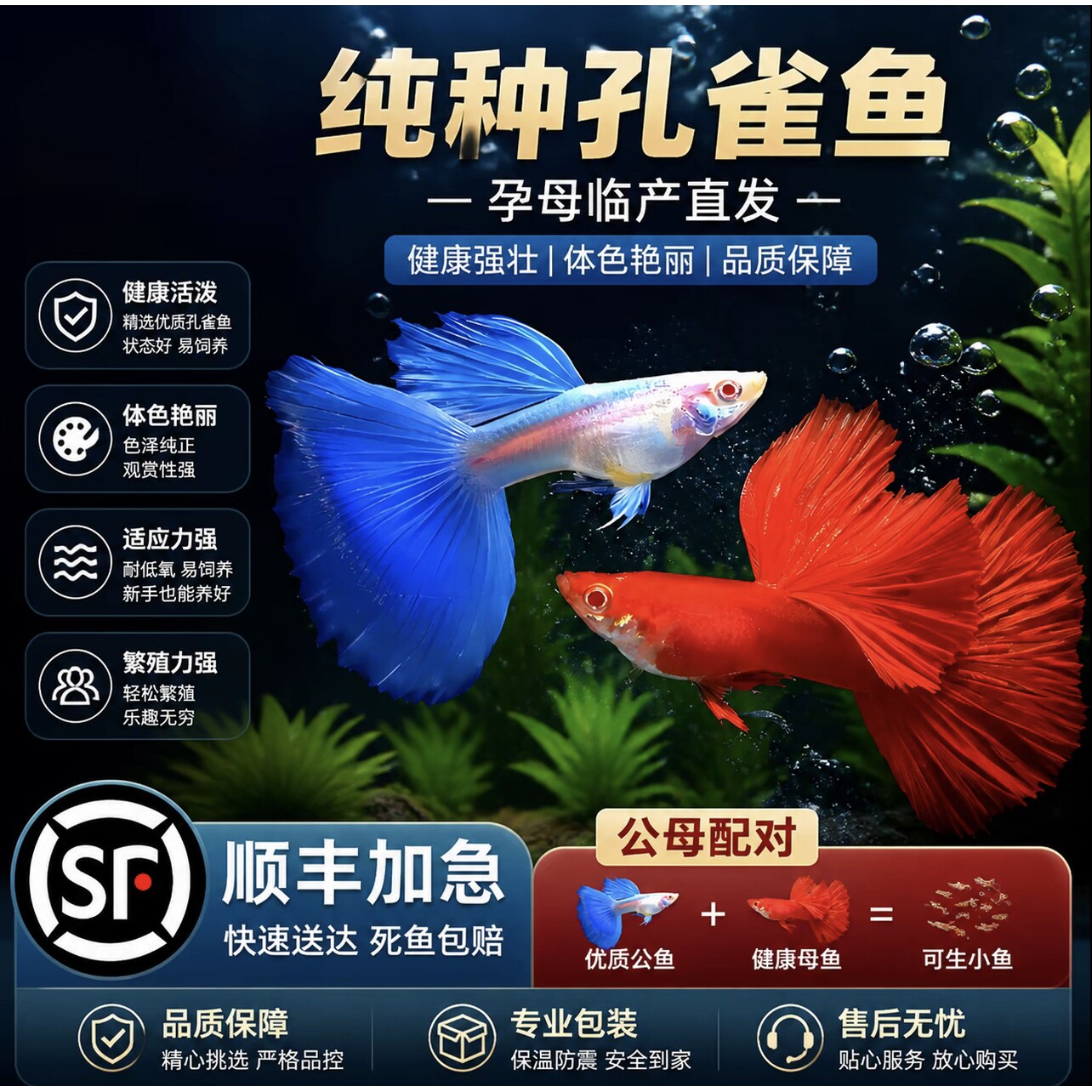 孔雀鱼活鱼观赏鱼纯种小型热带鱼活体淡水好养耐活鱼苗观赏鱼小鱼