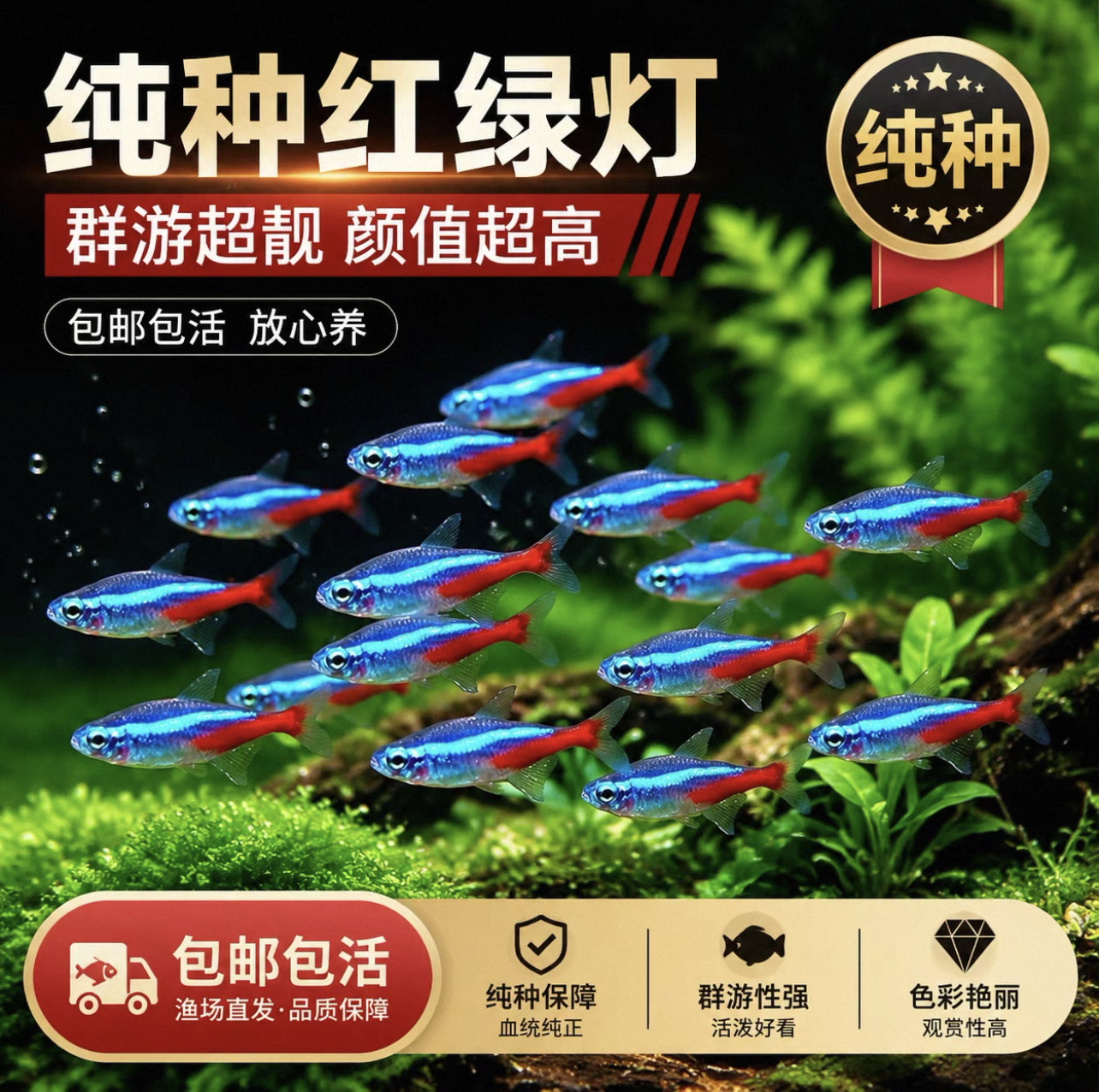 热带观赏活鱼好养宝莲灯斑马淡水金鱼苗天使孔雀小型红绿灯科小鱼