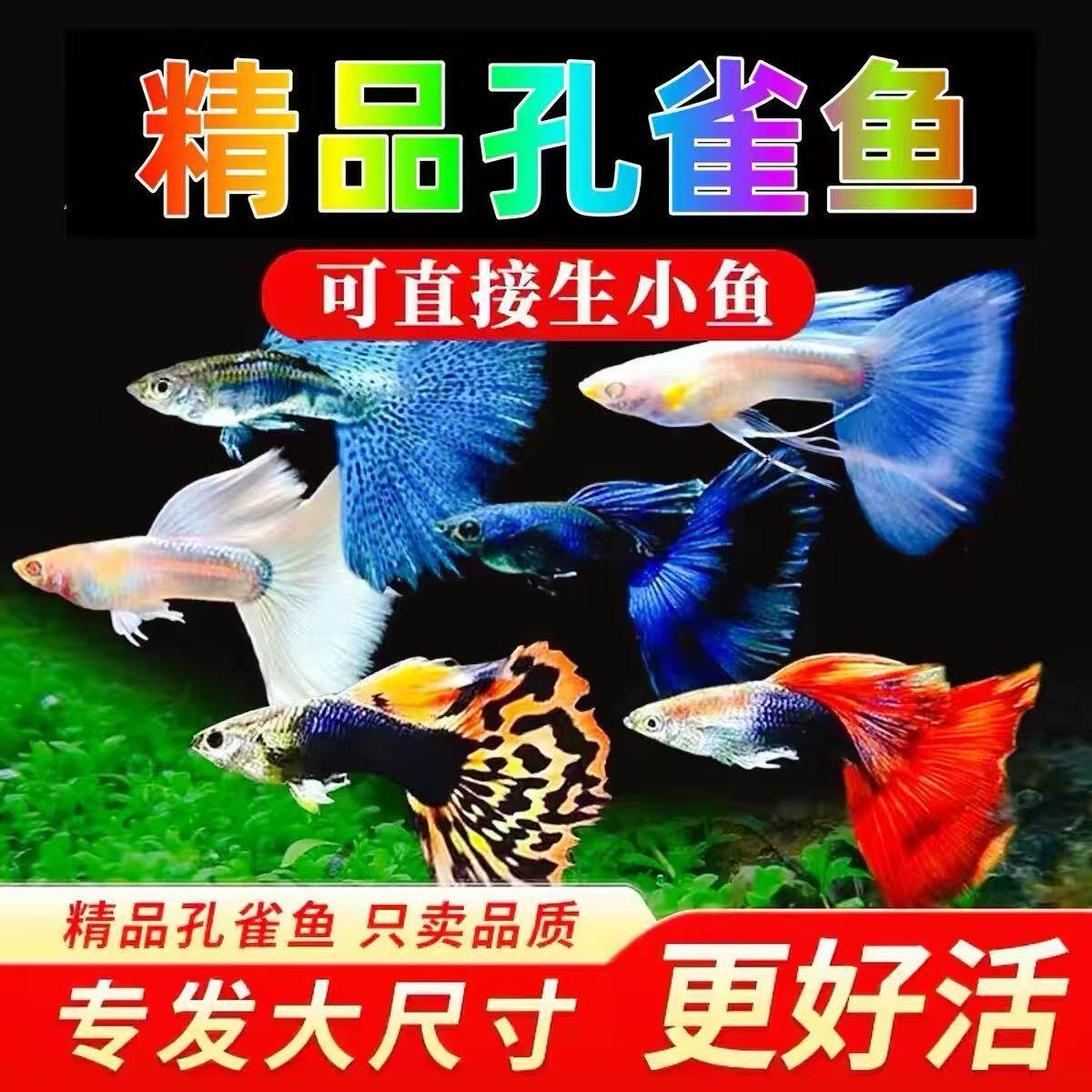 孔雀鱼活鱼观赏鱼纯种小型热带鱼活体淡水好养耐活鱼苗观赏鱼小鱼