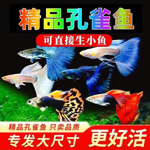 纯种热带淡水好养孔雀鱼活体