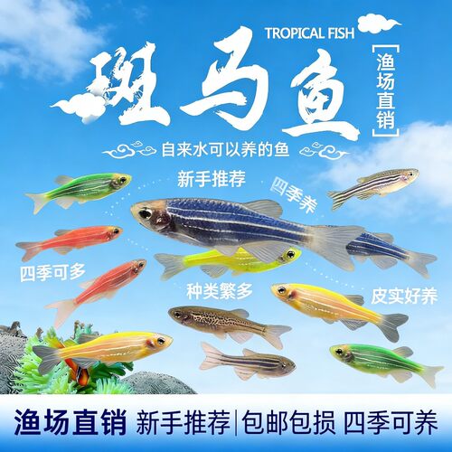 七彩斑马鱼孔雀鱼新手好养耐活