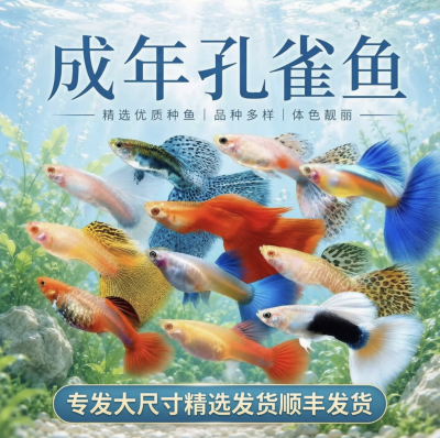 纯种孔雀鱼苗热带淡水好养耐活