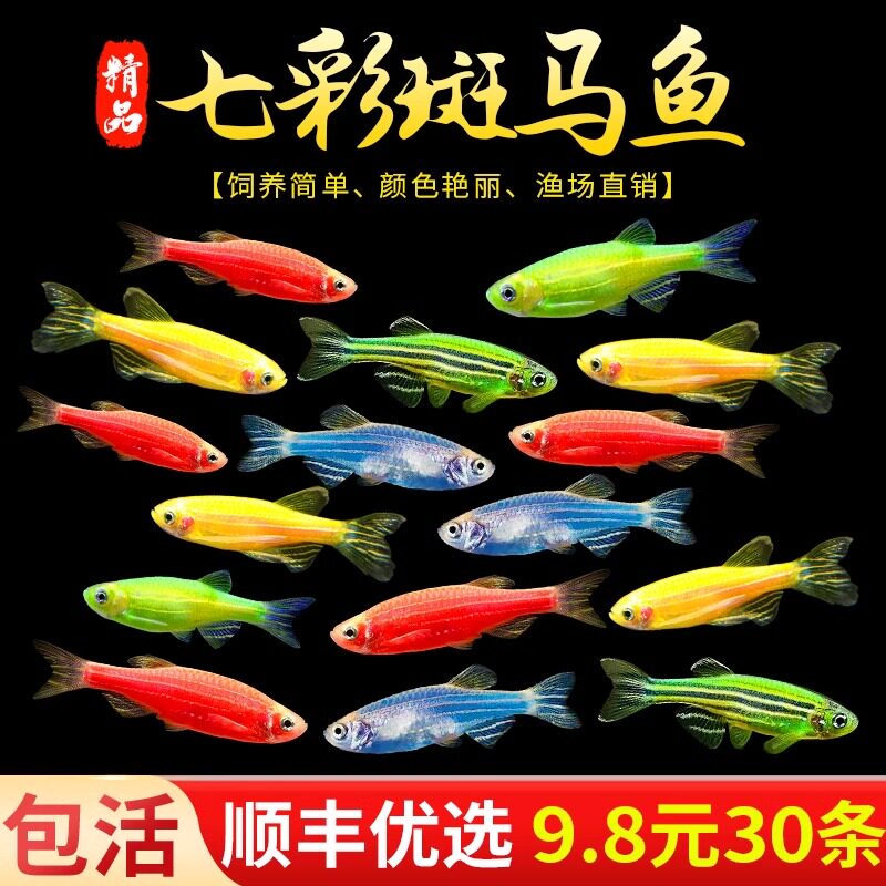 七彩斑马鱼孔雀鱼观赏鱼淡水热带小型鱼新手好养耐活耐养金鱼天使