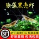 黑壳虾草缸除藻虾观赏虾活体水草清洁米虾吃青苔绿藻鱼缸 顺丰